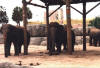 Busch001.jpg (87456 bytes)
